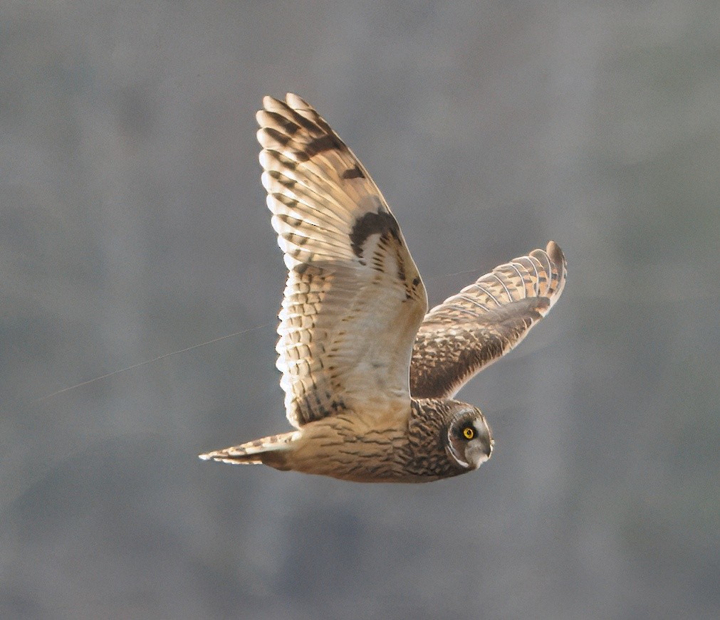 Short-eared Owl - ML647804152