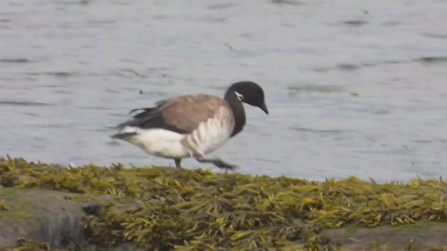 ברנטה כהה - ML647804158