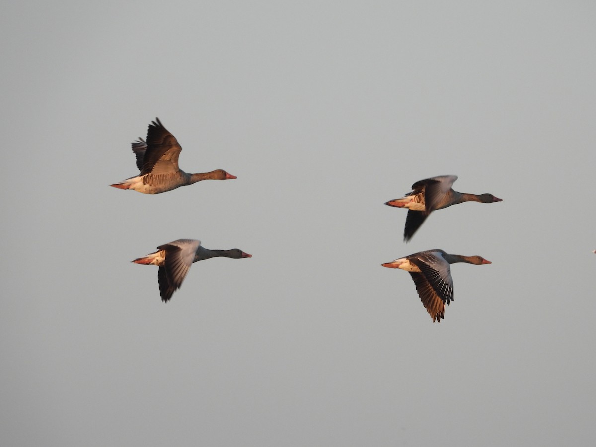 Ánsar Común - ML647804162