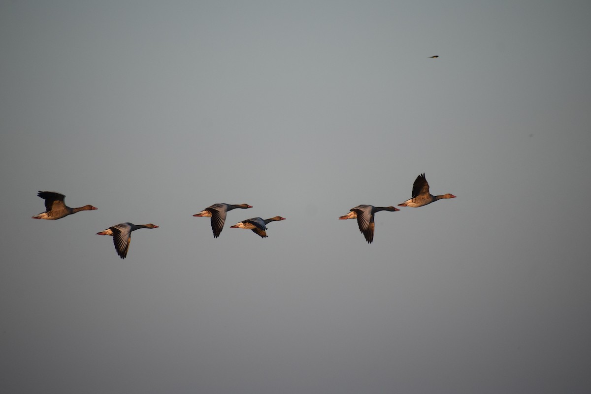 Ánsar Común - ML647804163