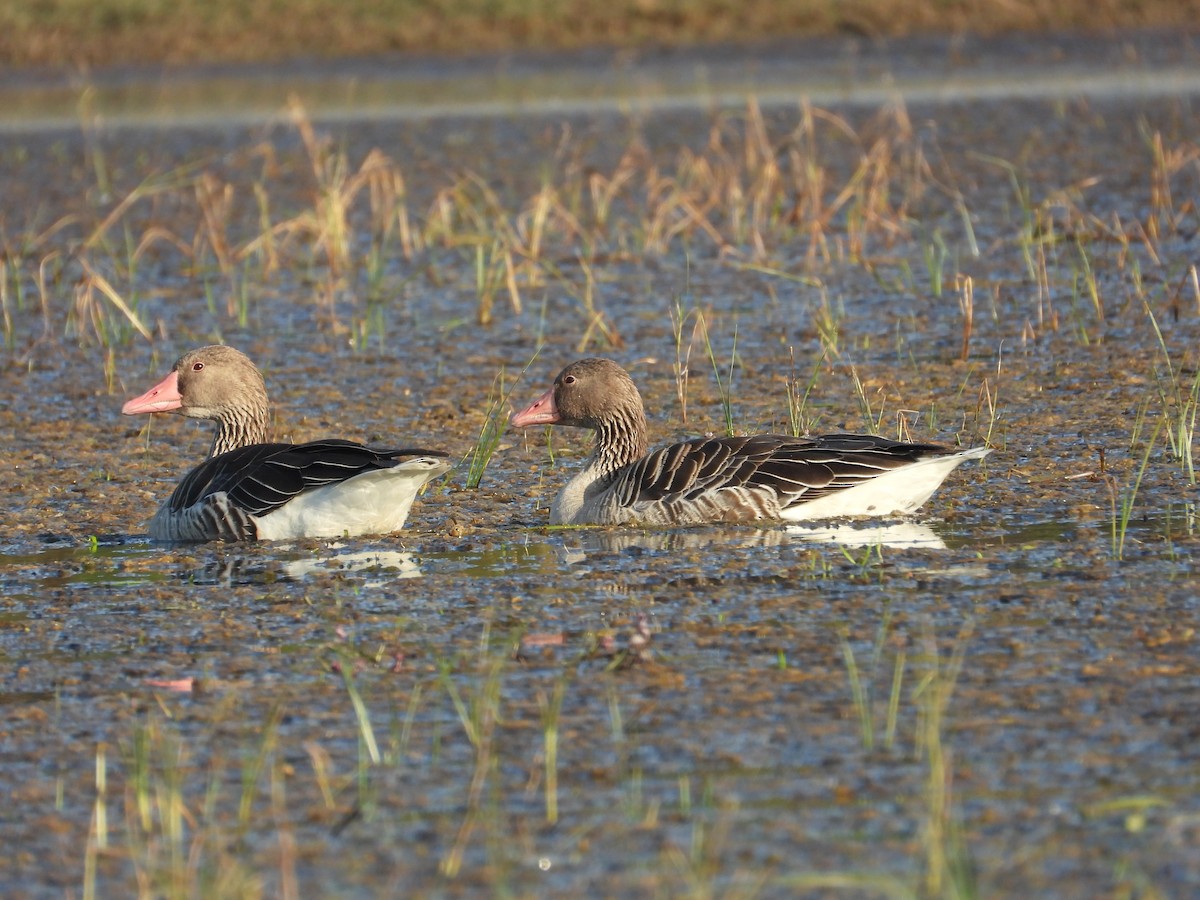 Ánsar Común - ML647804164