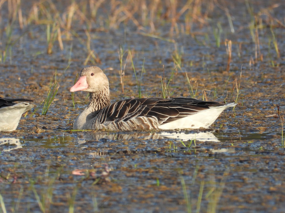 Ánsar Común - ML647804165