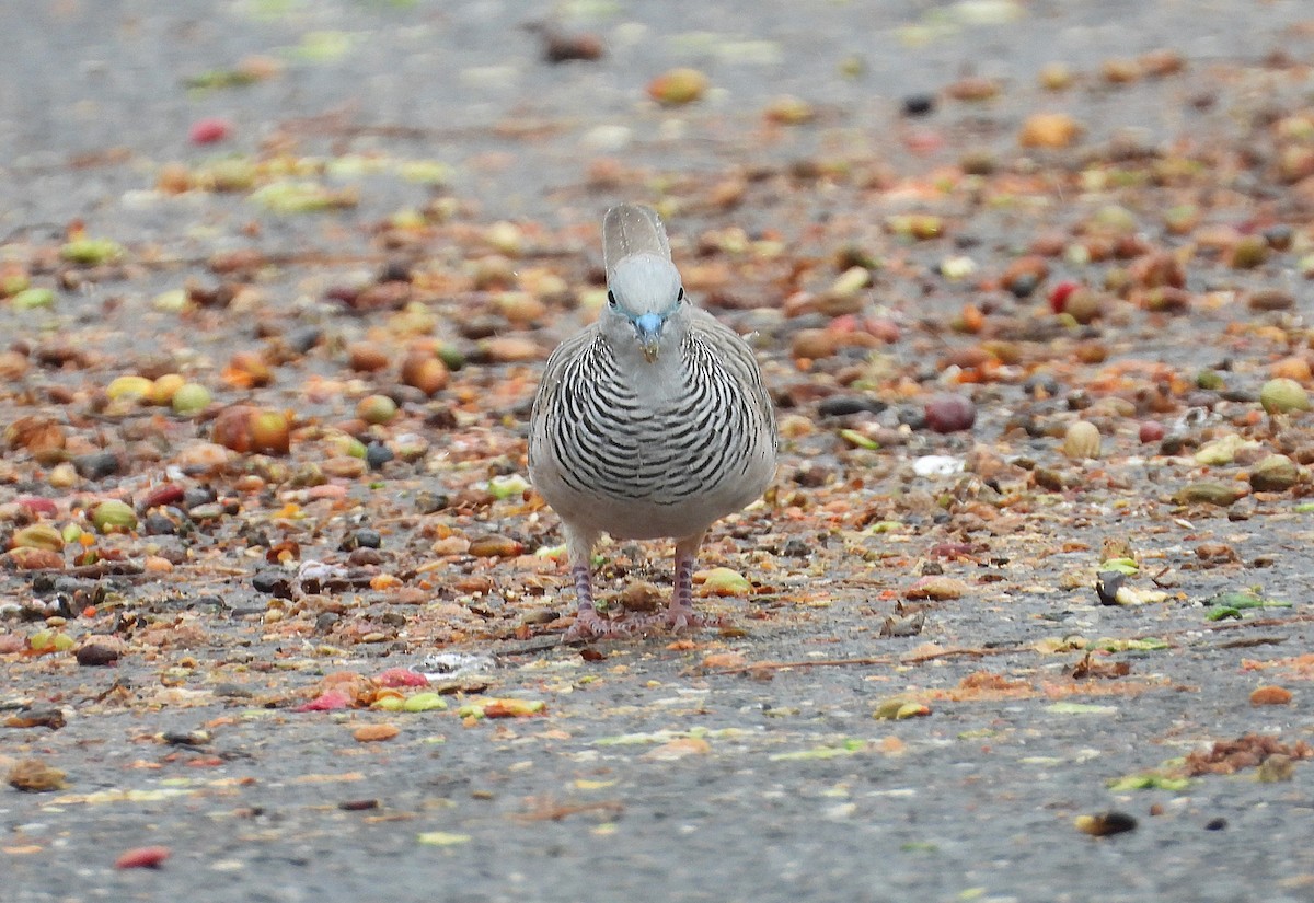Tortolita Plácida - ML647804166
