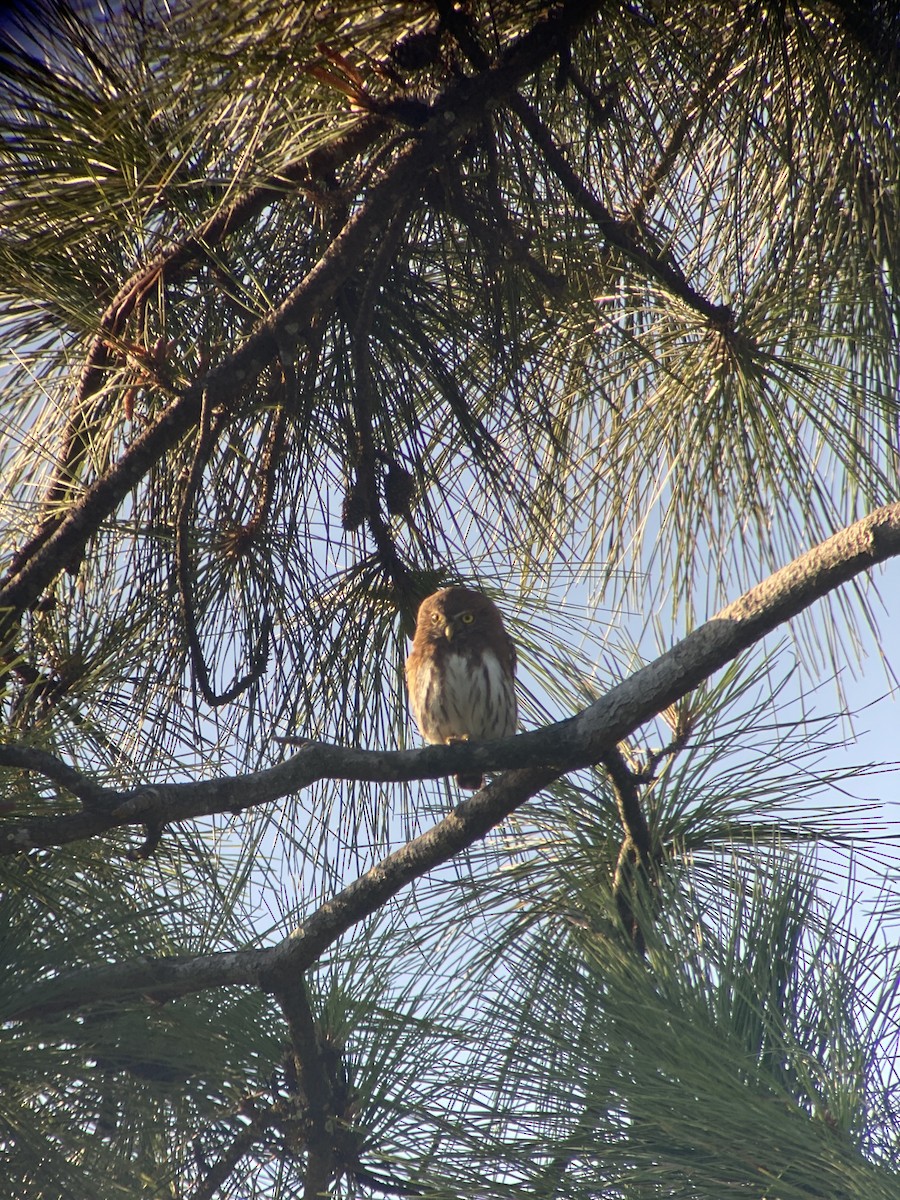 Mochuelo Caburé - ML647804168