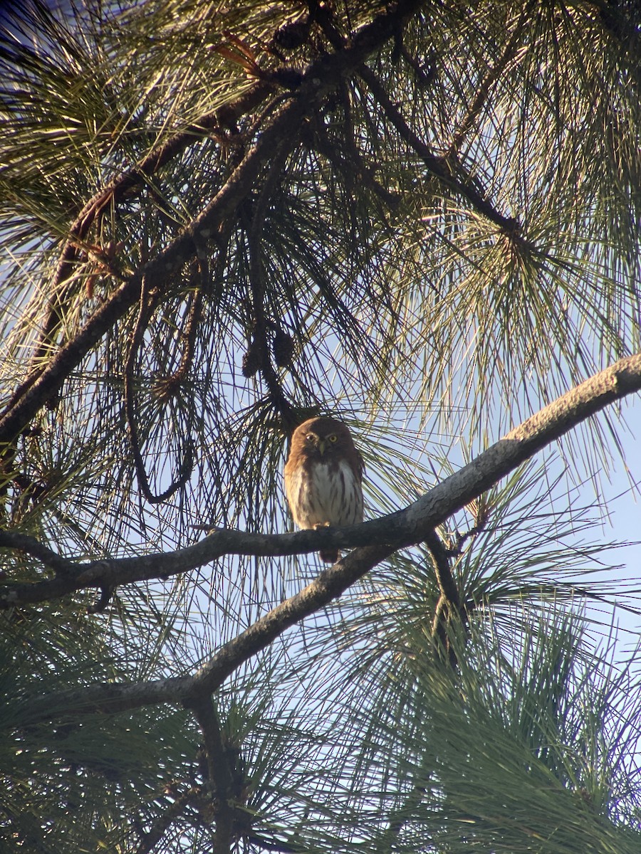 Mochuelo Caburé - ML647804169