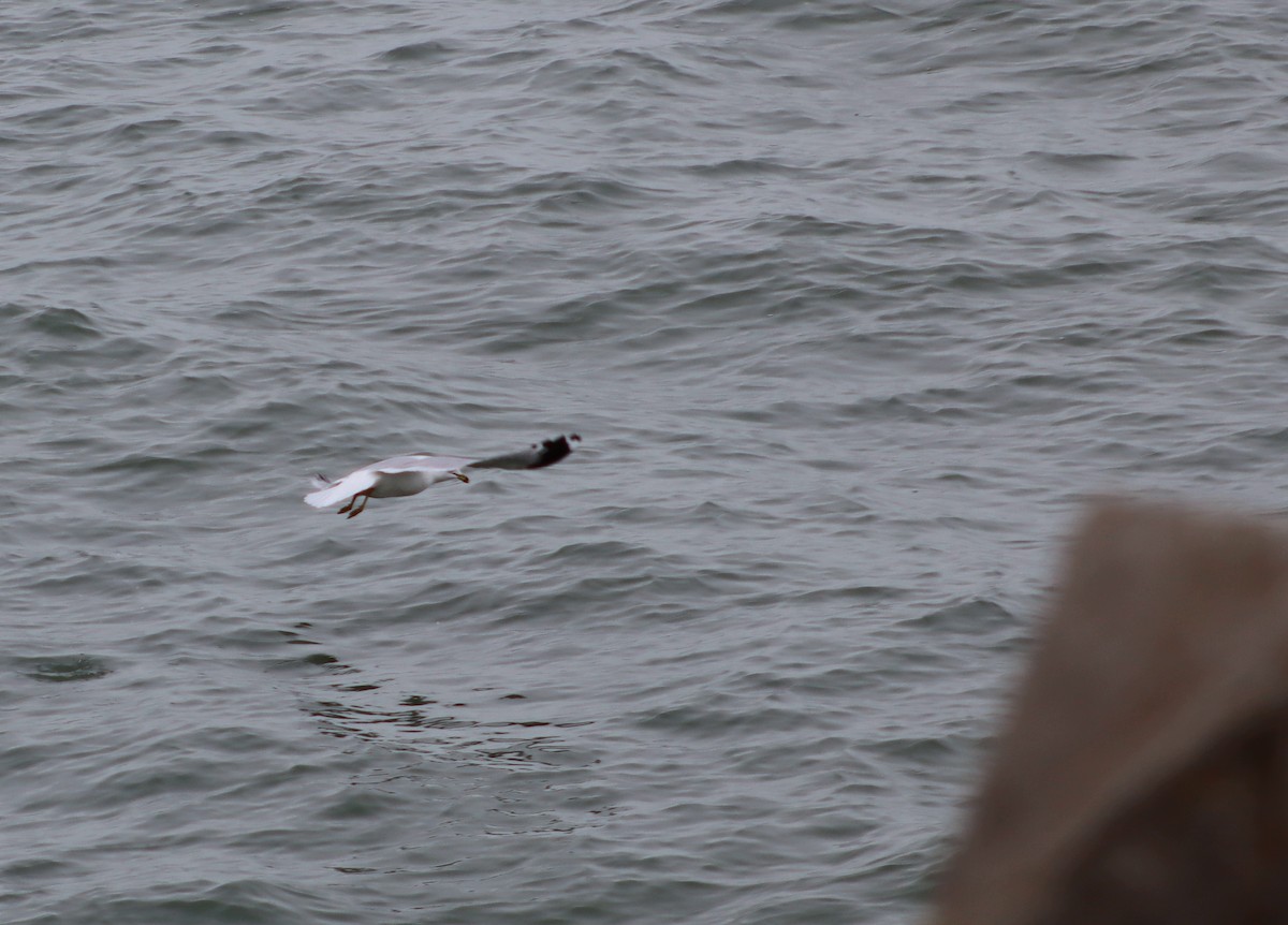 Gaviota de Delaware - ML647804170