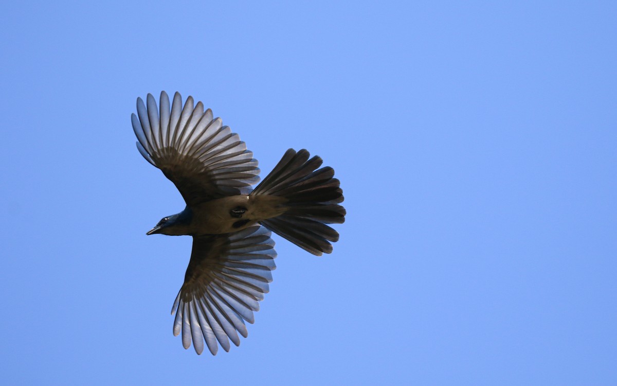 Chara Ultramarina - ML647804171