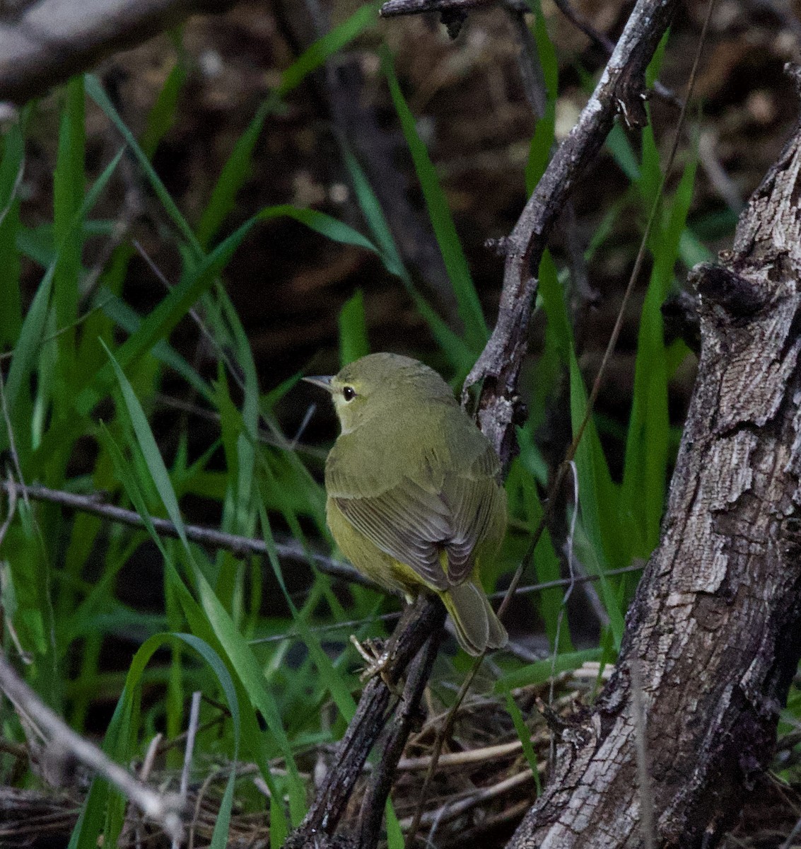 Reinita Coroninaranja - ML647804175