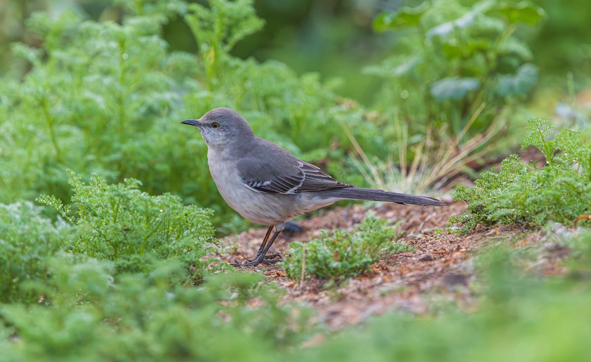 Sinsonte Norteño - ML647804176