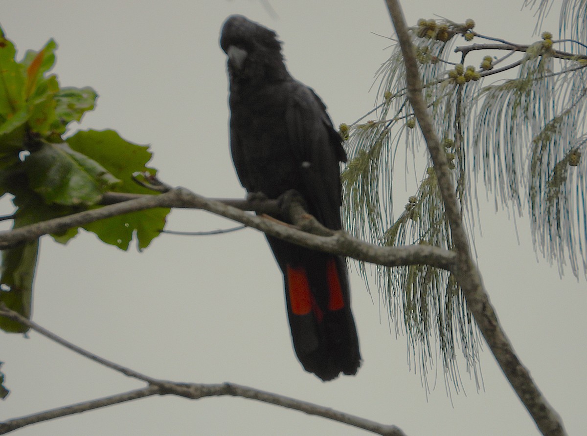 Cacatúa Colirroja - ML647804177