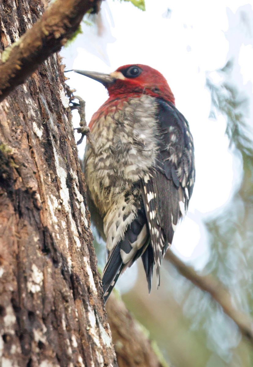 Chupasavia Pechirrojo - ML647804178
