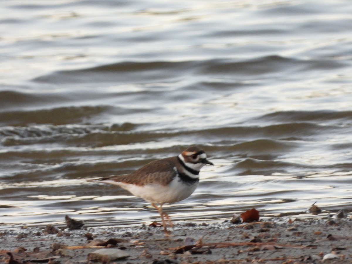 Chorlitejo Culirrojo - ML647804181