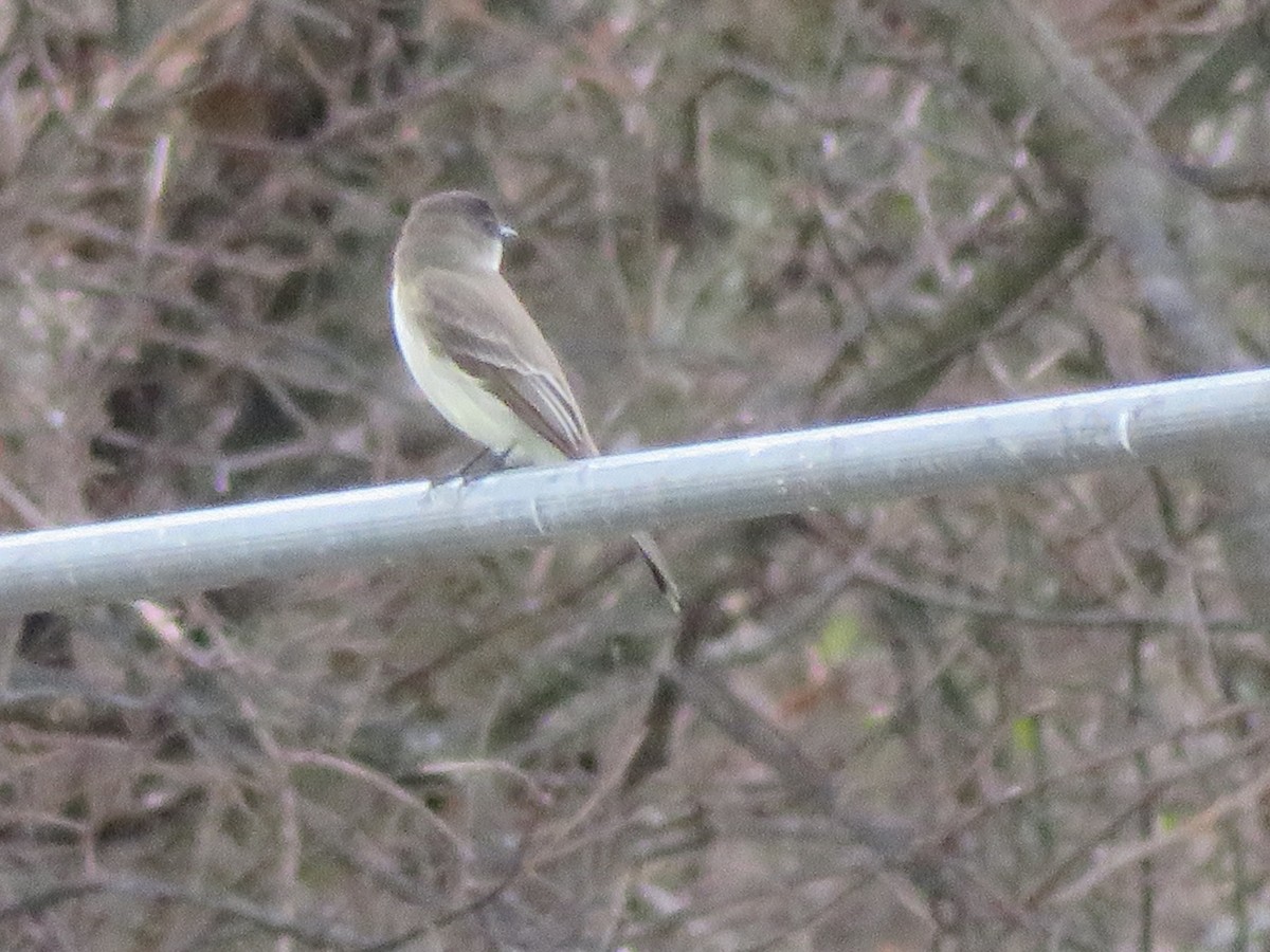 Mosquero Fibí - ML647804182