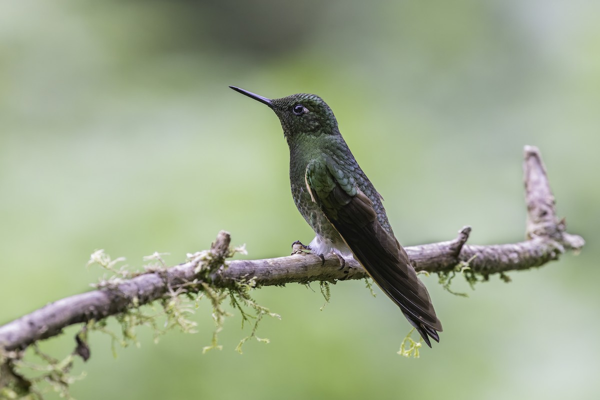 Colibrí Colihabano - ML647804183