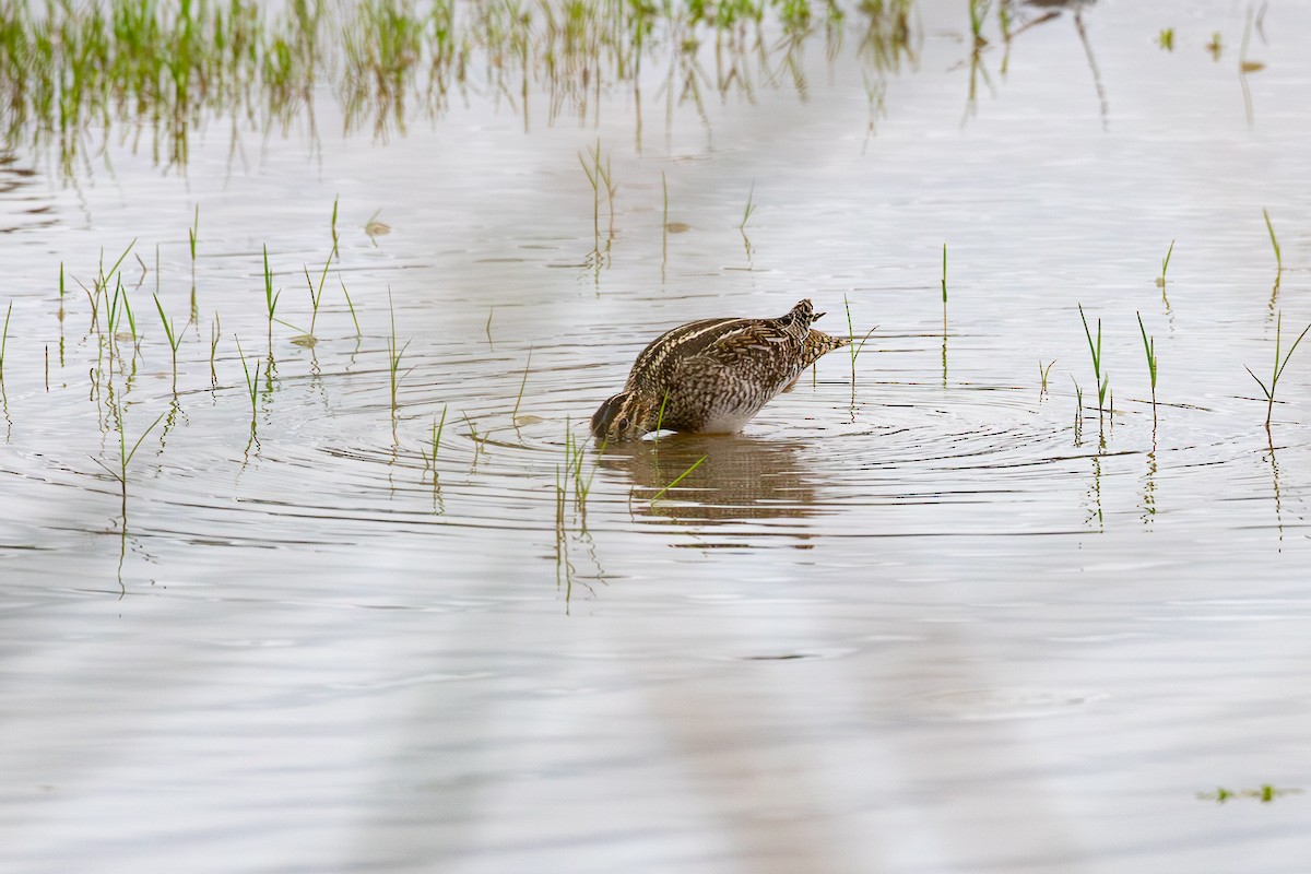 Agachadiza de Wilson - ML647804185