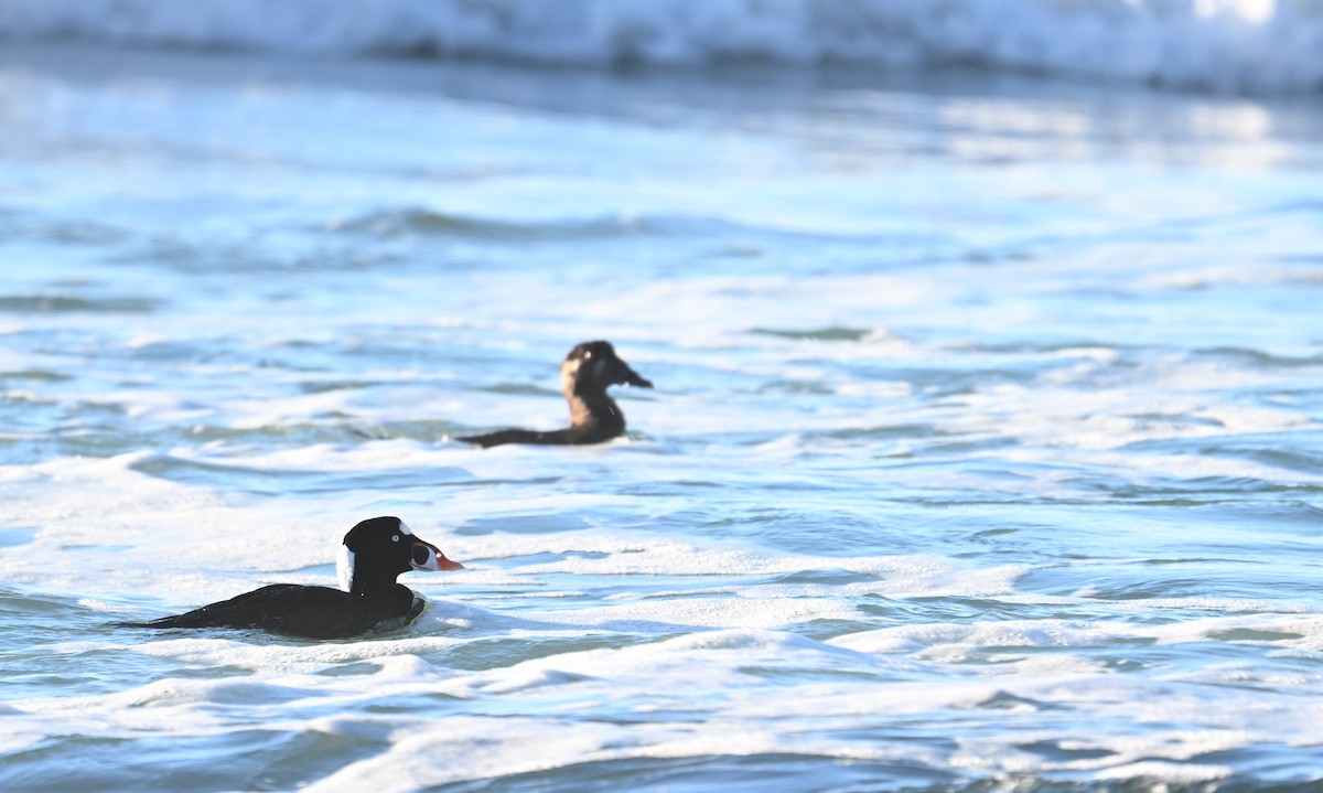 Negrón Careto - ML647804186