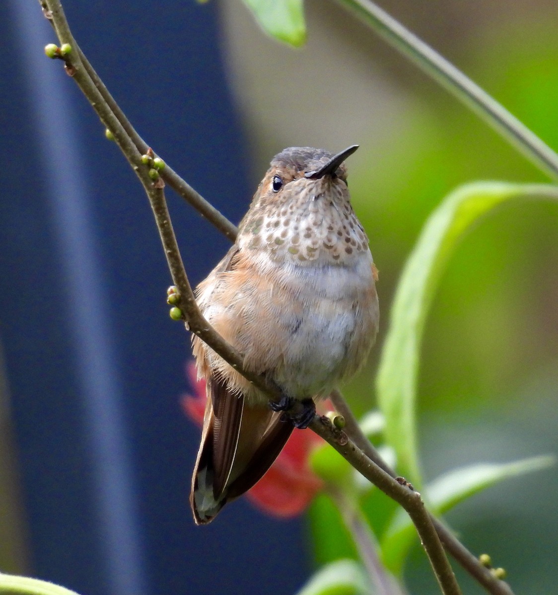 Colibrí Rufo/de Allen - ML647804187