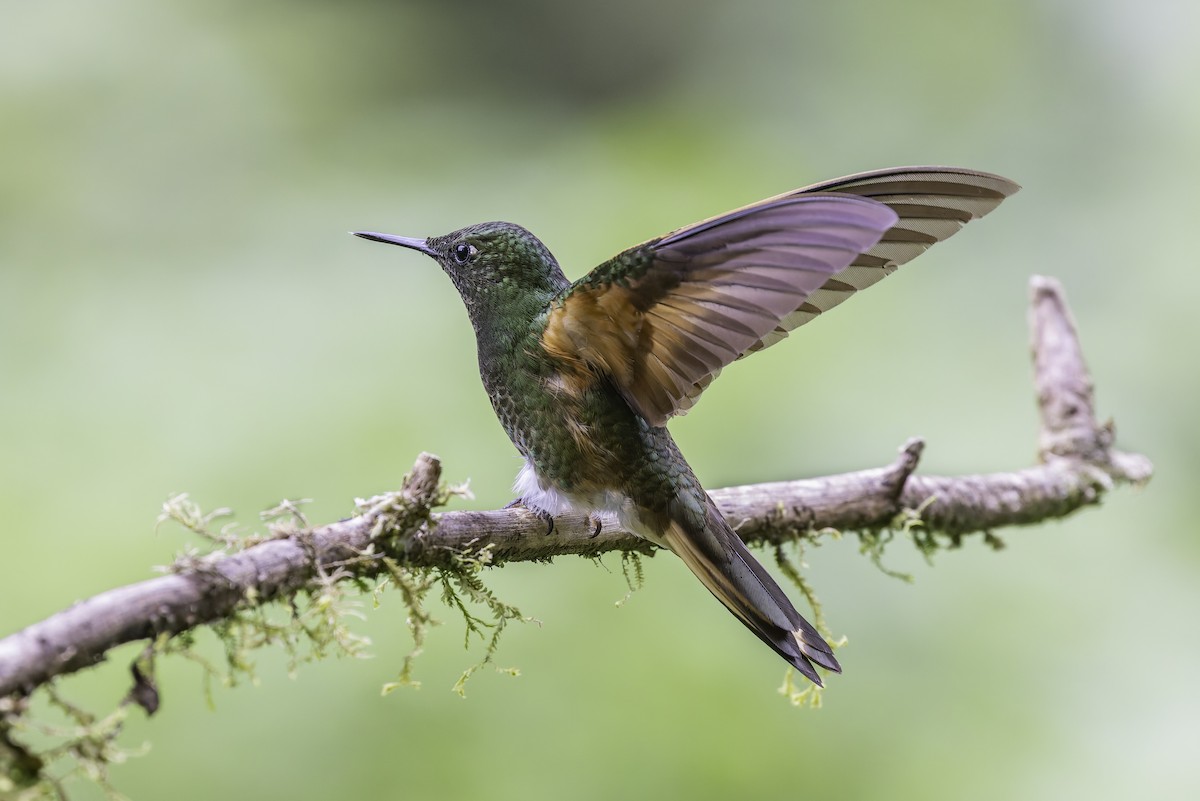 Colibrí Colihabano - ML647804190