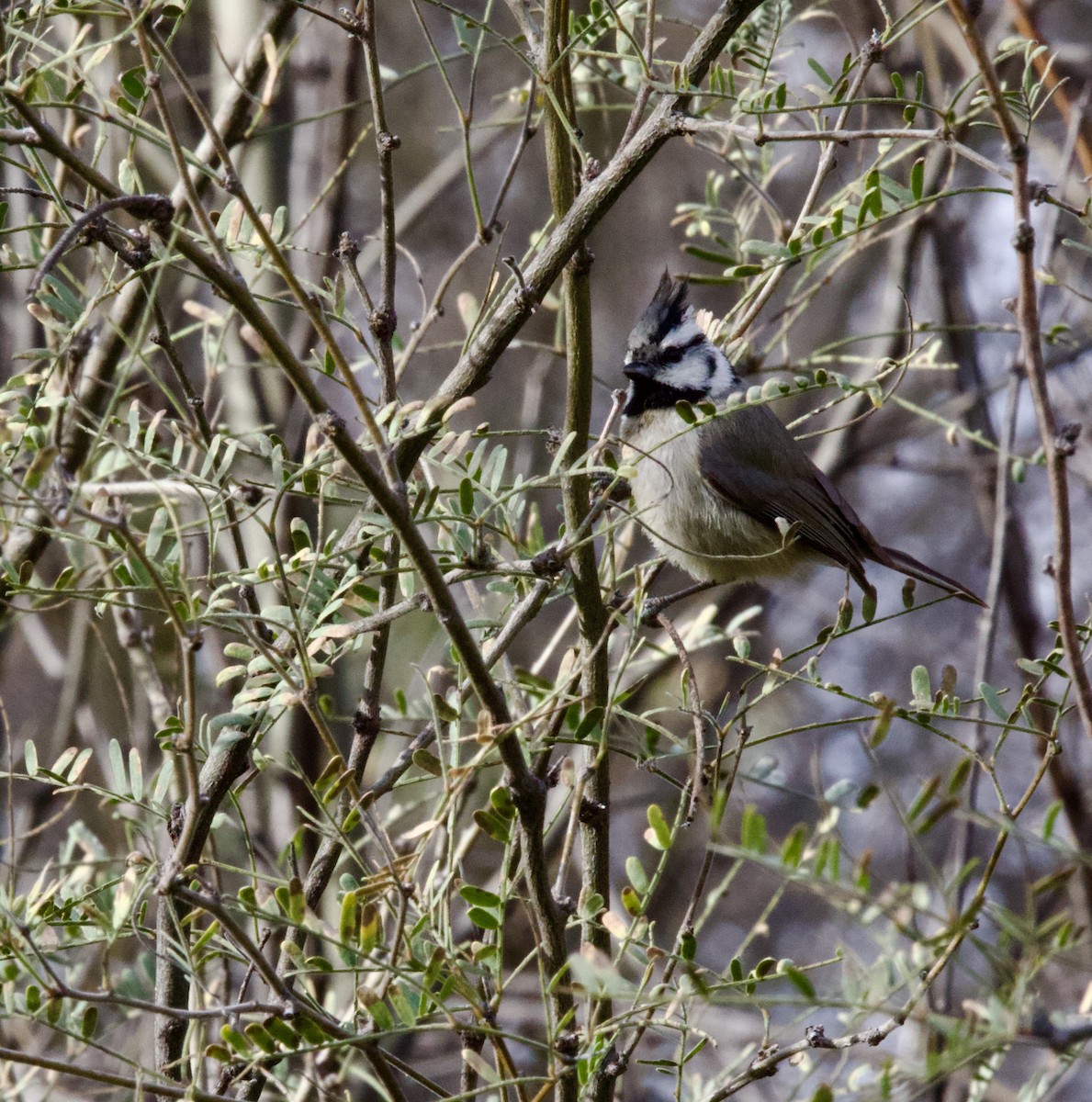Bridled Titmouse - ML647804197