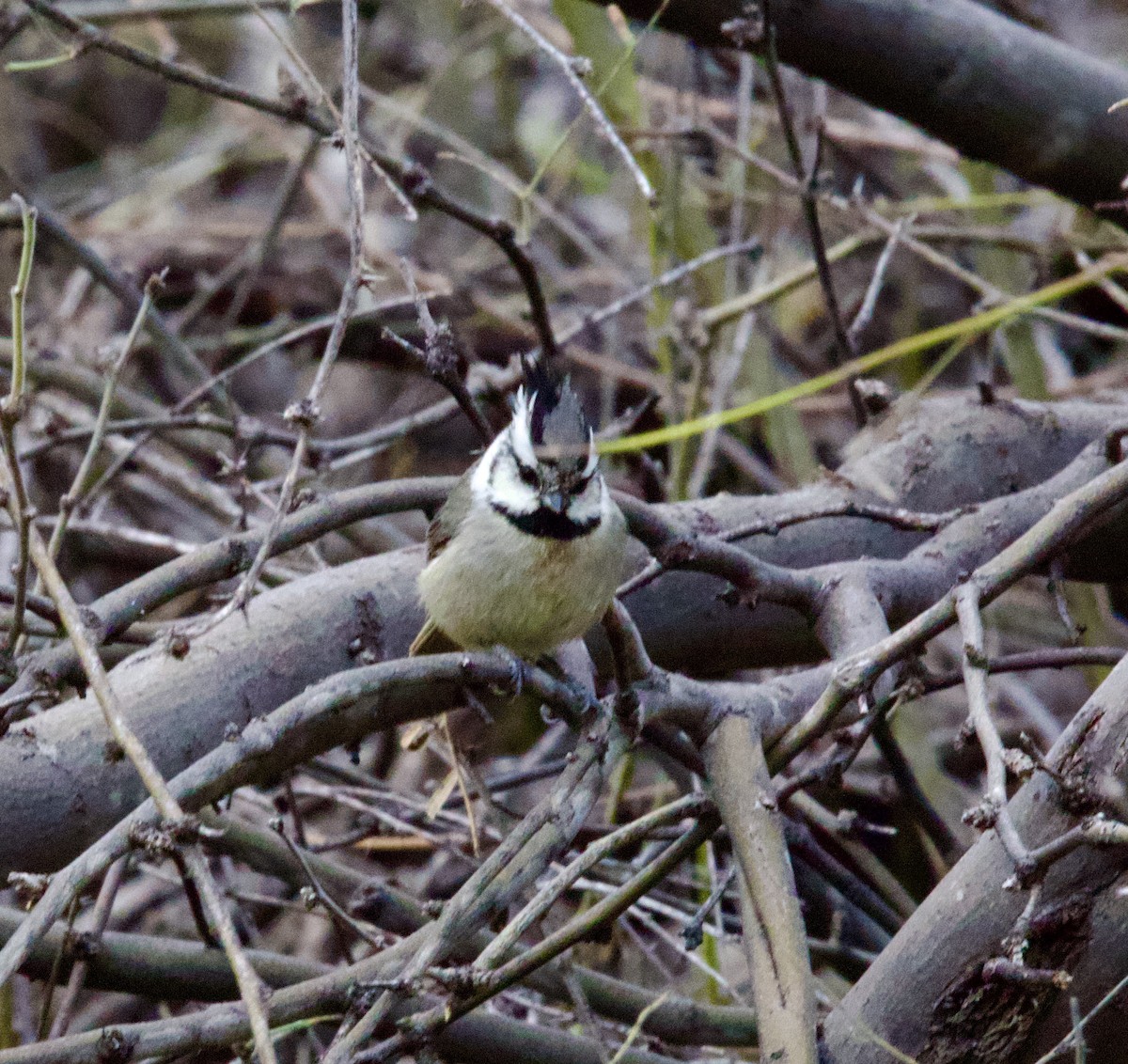 Bridled Titmouse - ML647804198