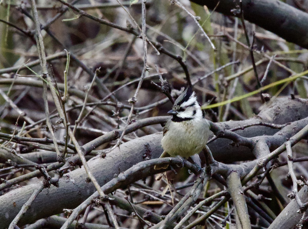 Bridled Titmouse - ML647804199