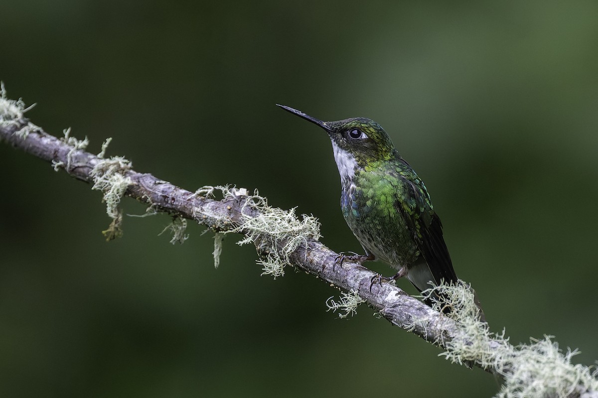 Tourmaline Sunangel - ML647804200