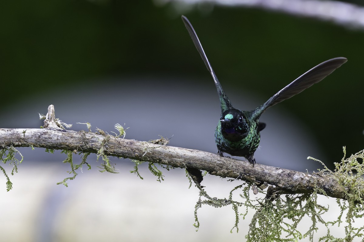 Tourmaline Sunangel - ML647804202