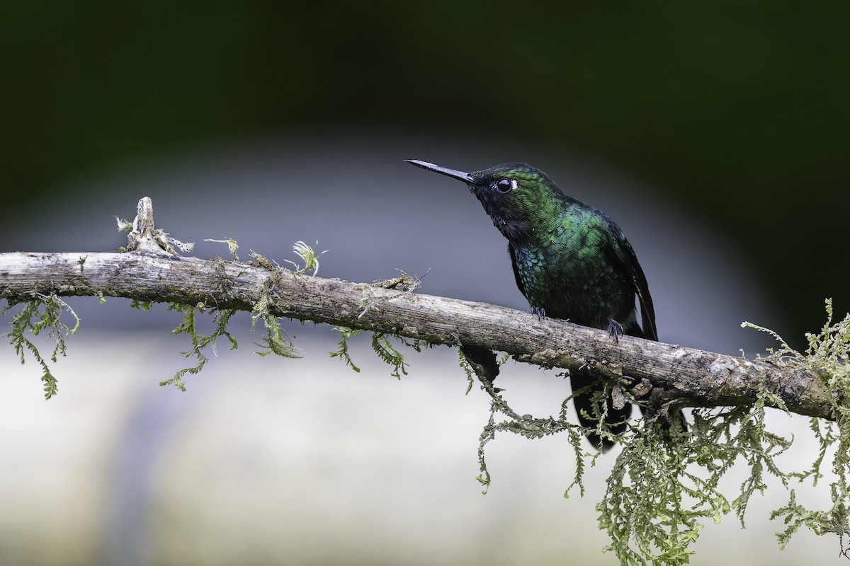 Tourmaline Sunangel - ML647804203
