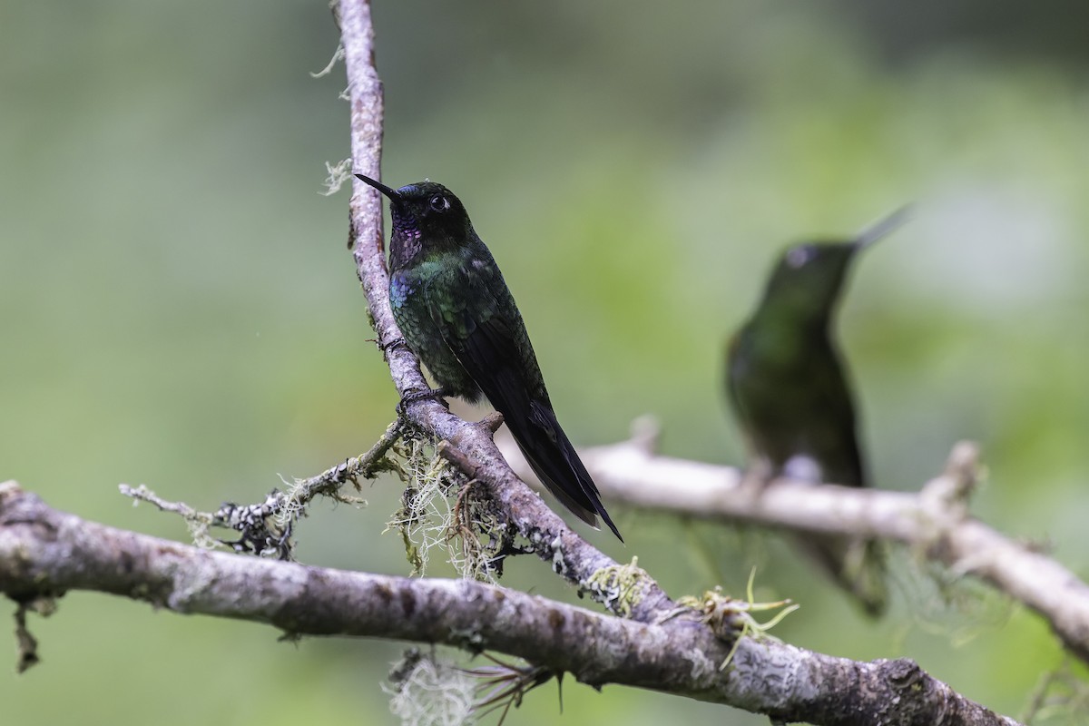 Tourmaline Sunangel - ML647804204