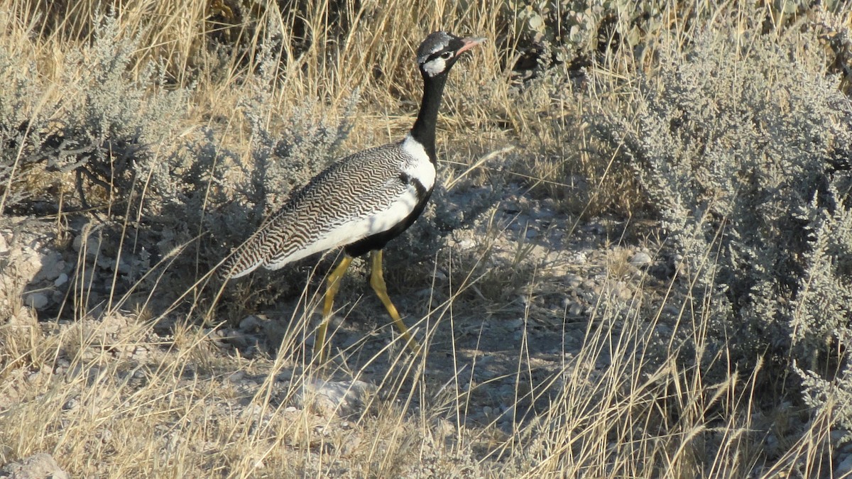 White-quilled Bustard - ML647804205