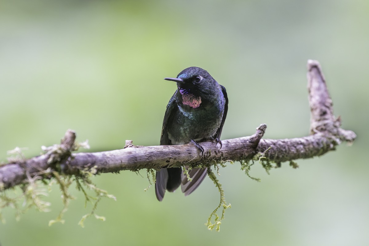 Tourmaline Sunangel - ML647804207