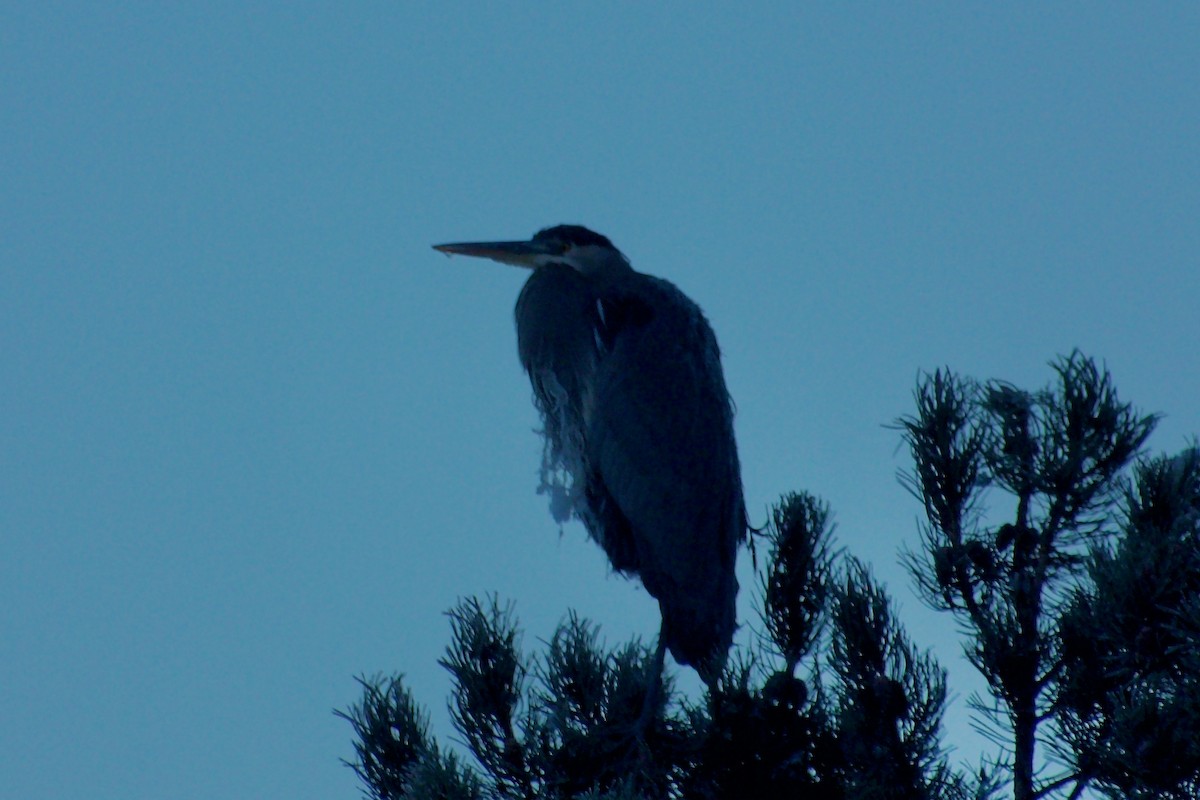 Great Blue Heron - ML647804208