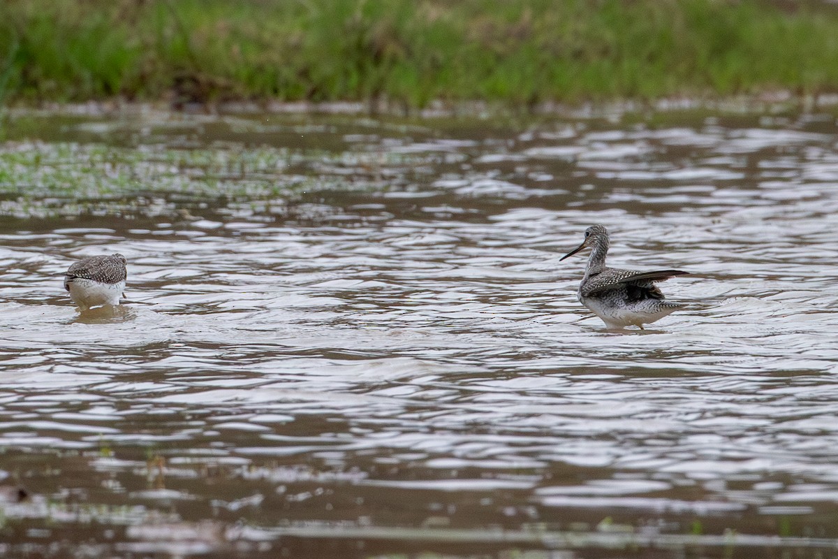Greater Yellowlegs - ML647804211