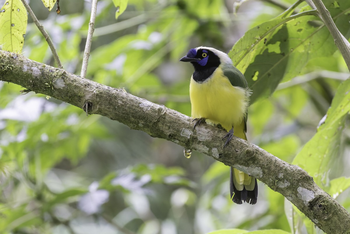 インカサンジャク（yncas グループ） - ML647804221