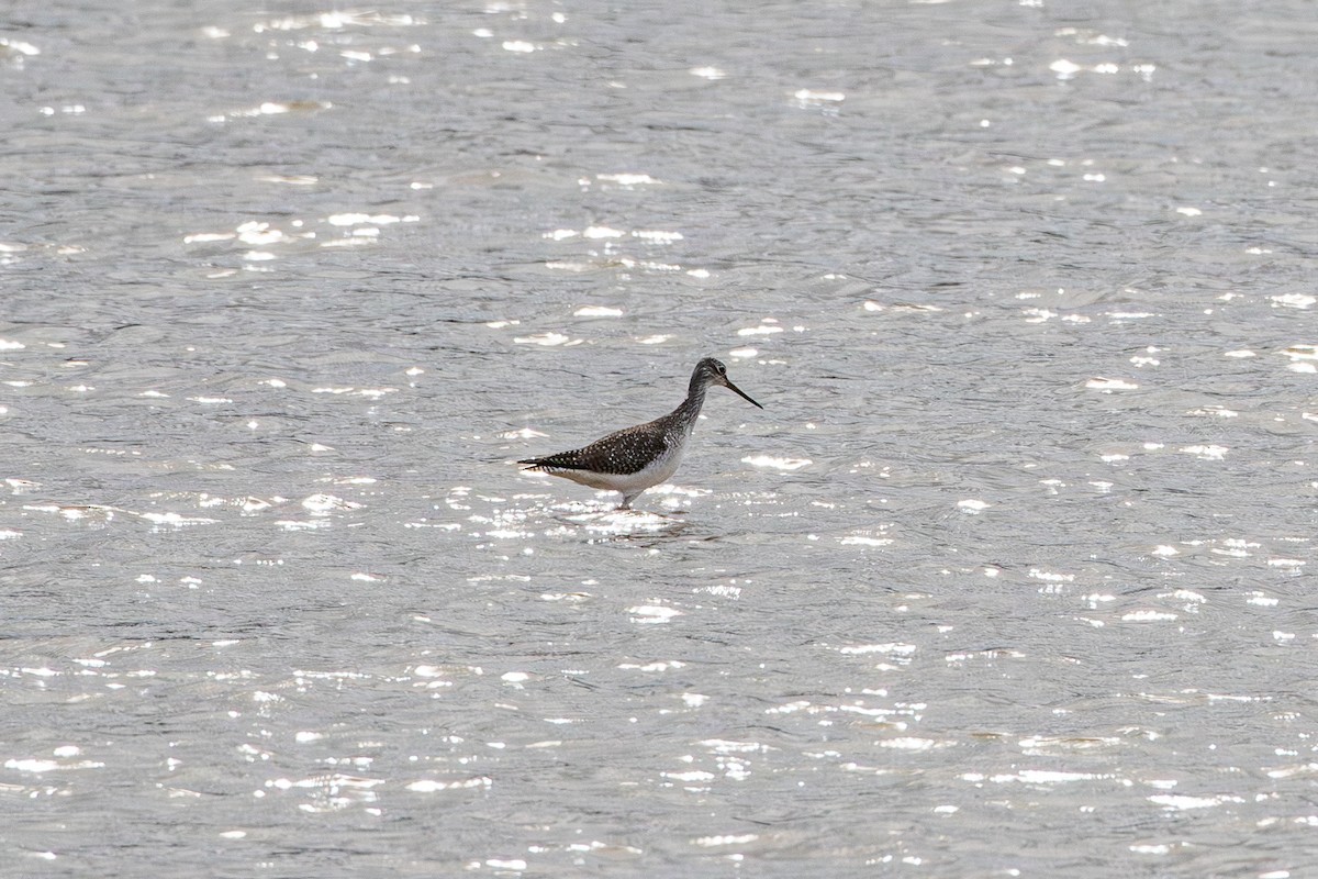 Greater Yellowlegs - ML647804226