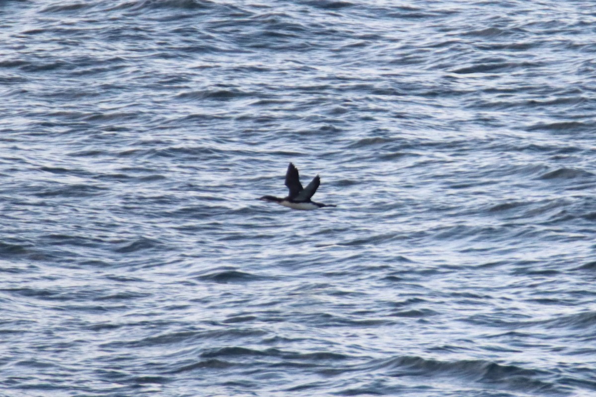 Pacific Loon - ML647804239