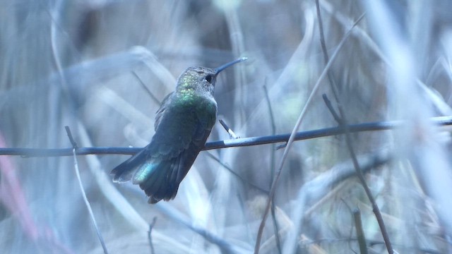 Tumbes Hummingbird - ML647804247