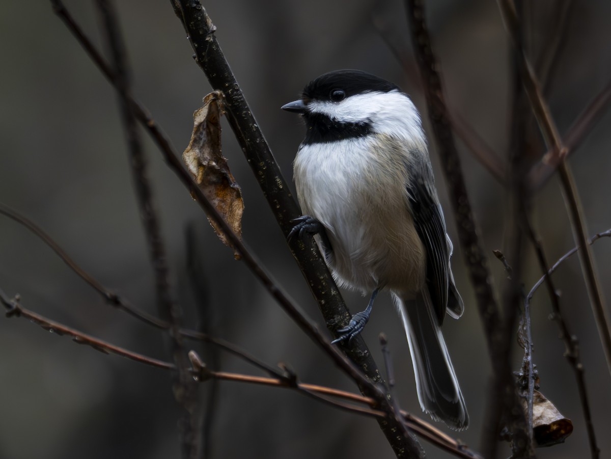 Гаїчка світлокрила - ML647804253