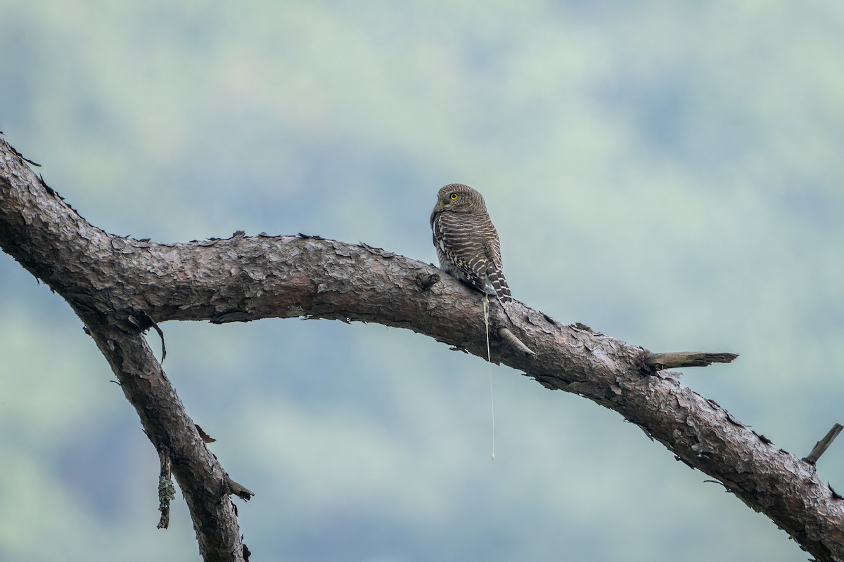 Asian Barred Owlet - ML647804266