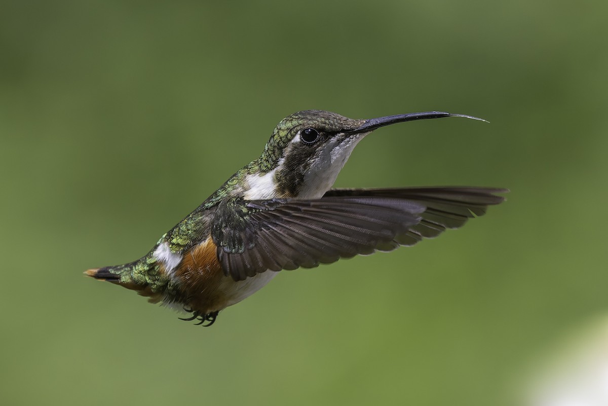 Ak Göbekli Ormanyıldızı - ML647804269