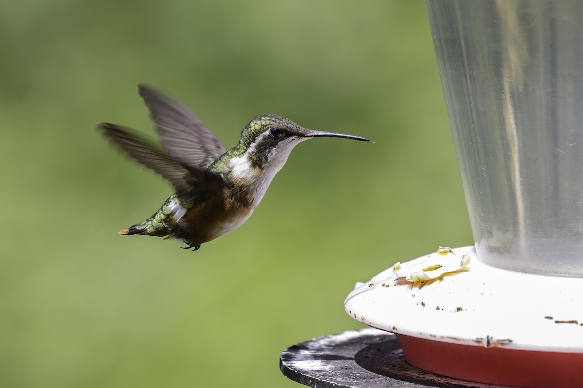 Ak Göbekli Ormanyıldızı - ML647804270