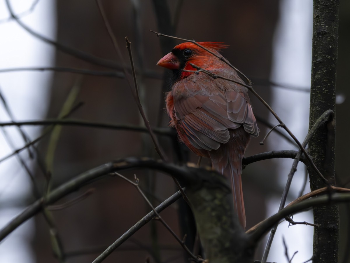 Northern Cardinal - ML647804287