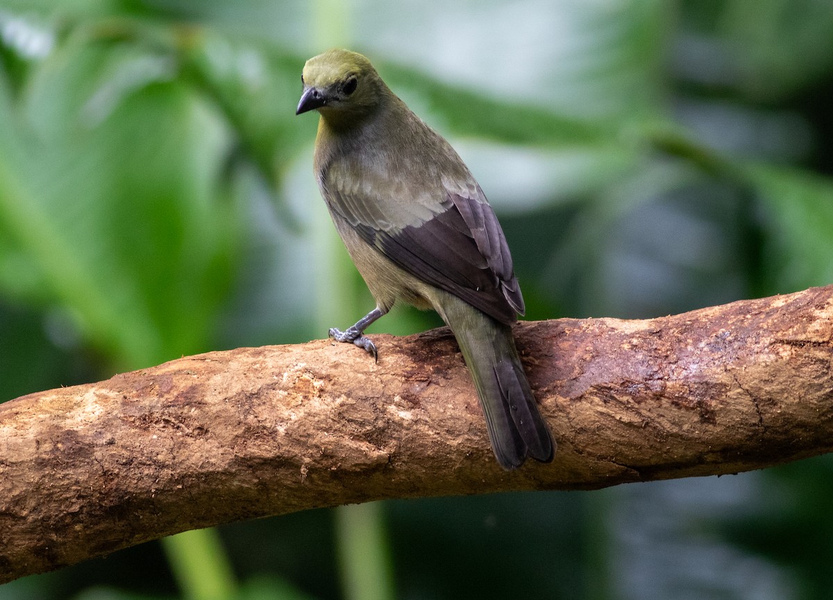 Palm Tanager - ML647804294