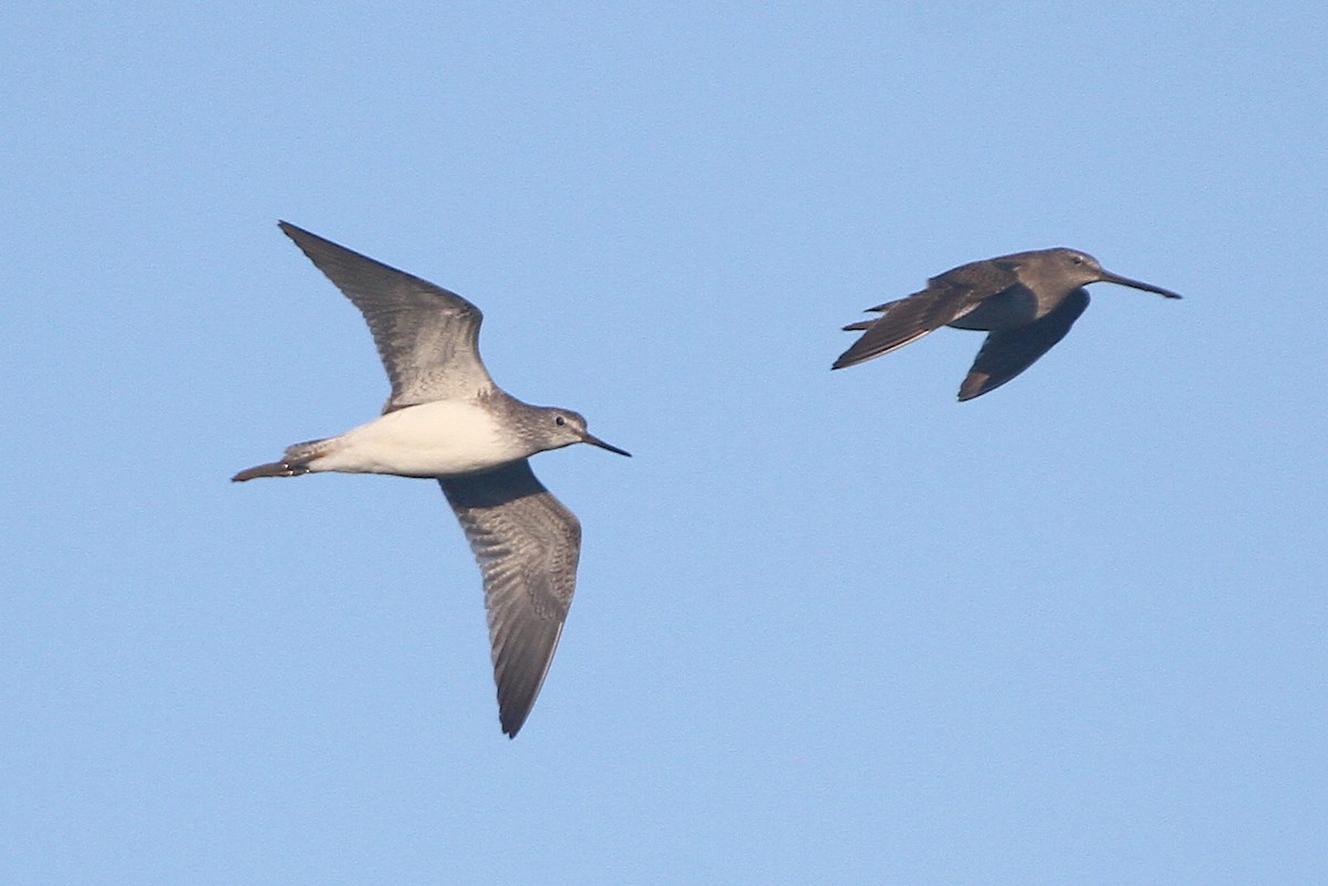 Greater Yellowlegs - ML647804298
