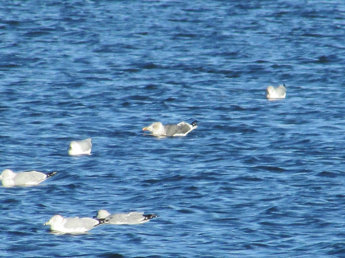 Lesser Black-backed Gull - ML647804301