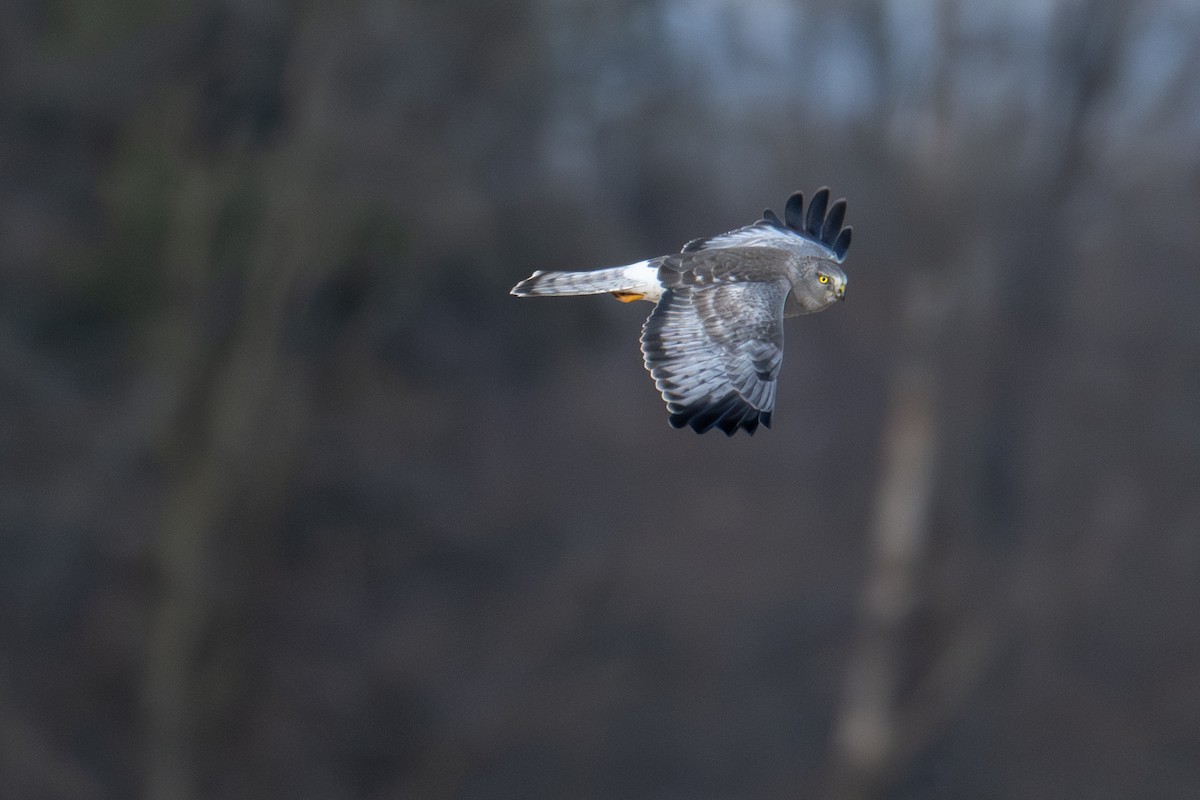 Лунь американський - ML647804313