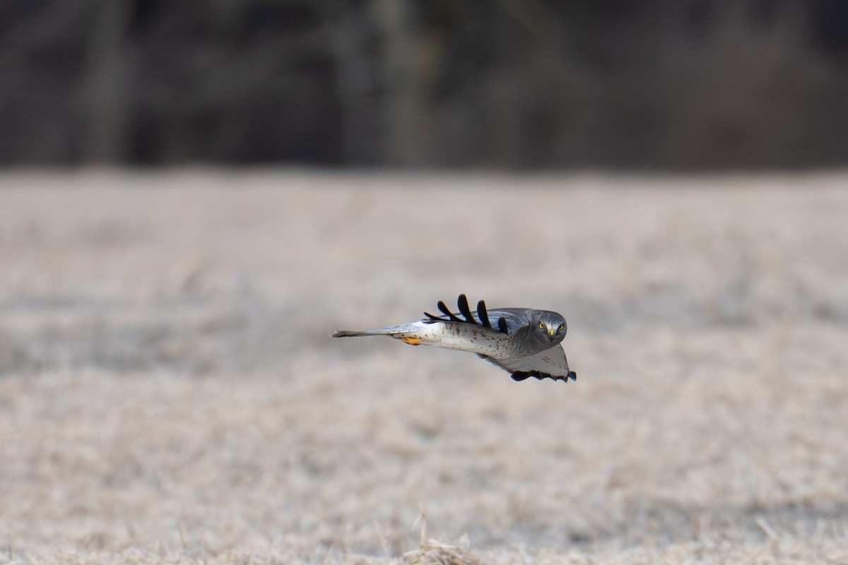 Лунь американський - ML647804314