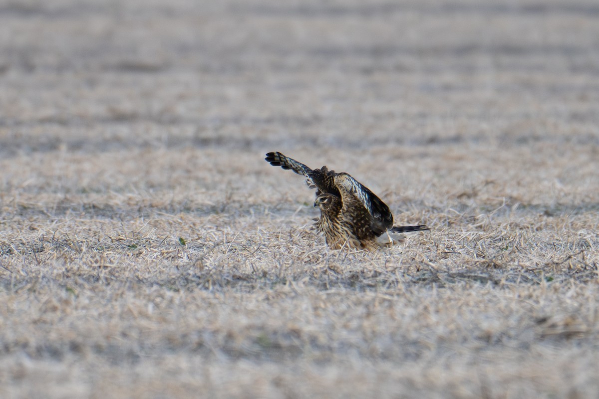 Лунь американський - ML647804328