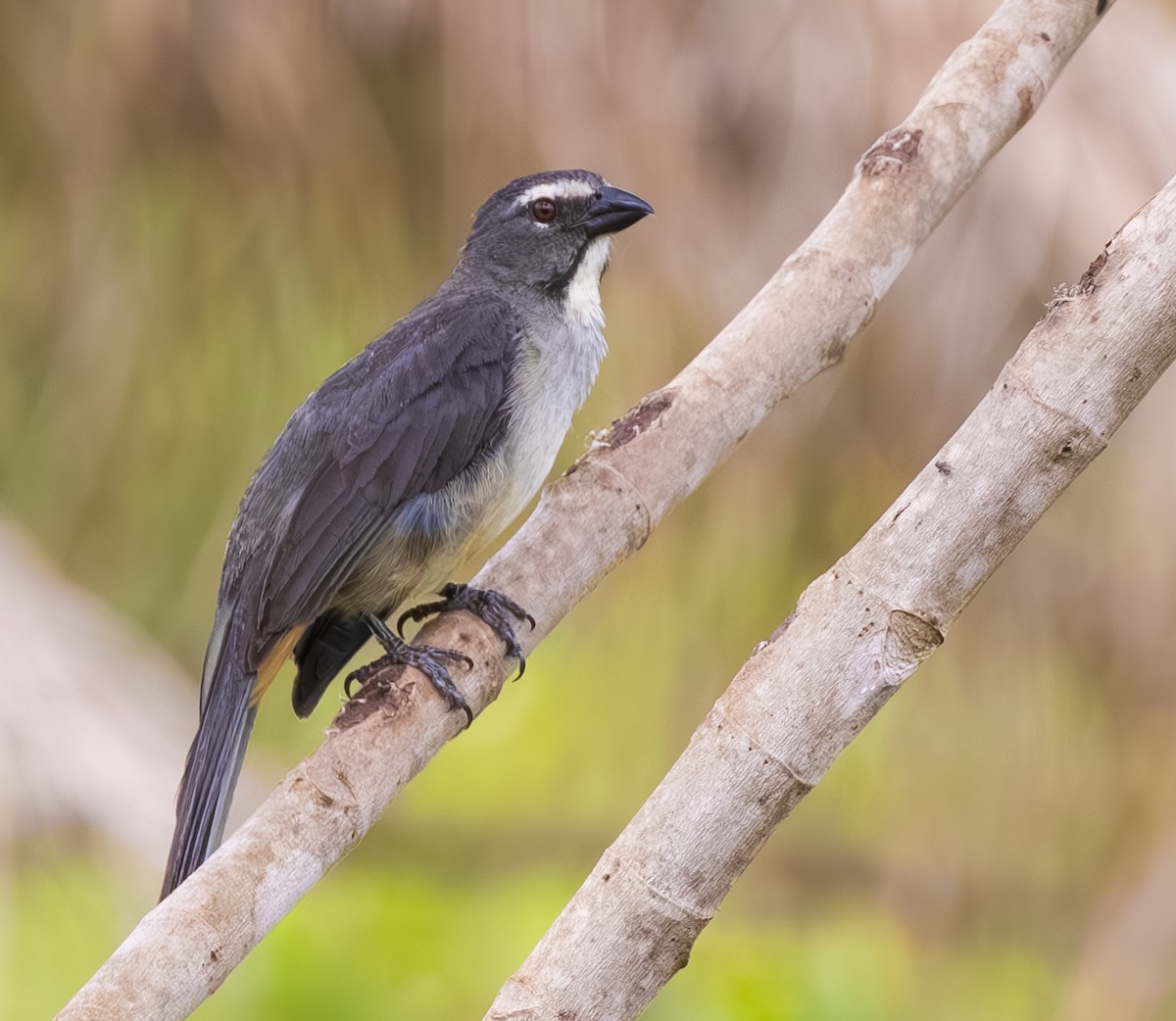 Bluish-gray Saltator - ML647804329