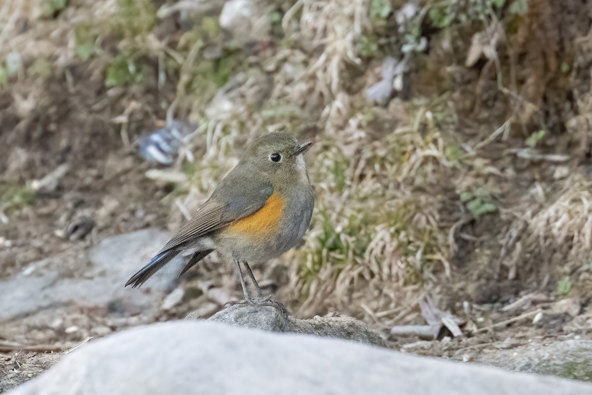 Robin de l'Himalaya - ML647804331